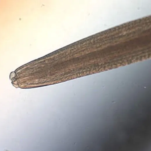 thumbnail for publication: Sealworm Nematode Pseudoterranova decipiens (Krabbe, 1878) Gibson, 1983 (Nematoda: Rhabditida: Anisakidae)